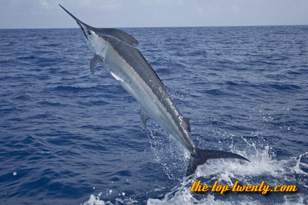 Black marlin